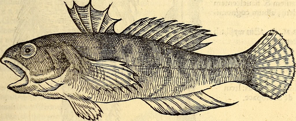 An illustration from Icones animalium quadrupedum uiuiparorum et ouiparorum : quae in Historiae animalium Conradi Gesneri libro I. et II. describuntur, cum nomenclaturis singulorum latinis, graecis, italicis, gallicis, et germanicis plerunque, et aliarum quoque linguarum, certis ordinibus digestae, 1560, leaf 328