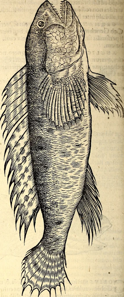 An illustration from Icones animalium quadrupedum uiuiparorum et ouiparorum : quae in Historiae animalium Conradi Gesneri libro I. et II. describuntur, cum nomenclaturis singulorum latinis, graecis, italicis, gallicis, et germanicis plerunque, et aliarum quoque linguarum, certis ordinibus digestae, 1560, leaf 329