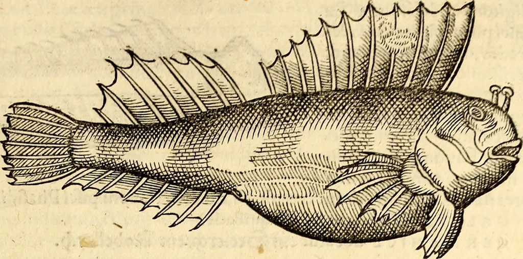 An illustration from Icones animalium quadrupedum uiuiparorum et ouiparorum : quae in Historiae animalium Conradi Gesneri libro I. et II. describuntur, cum nomenclaturis singulorum latinis, graecis, italicis, gallicis, et germanicis plerunque, et aliarum quoque linguarum, certis ordinibus digestae, 1560, leaf 330