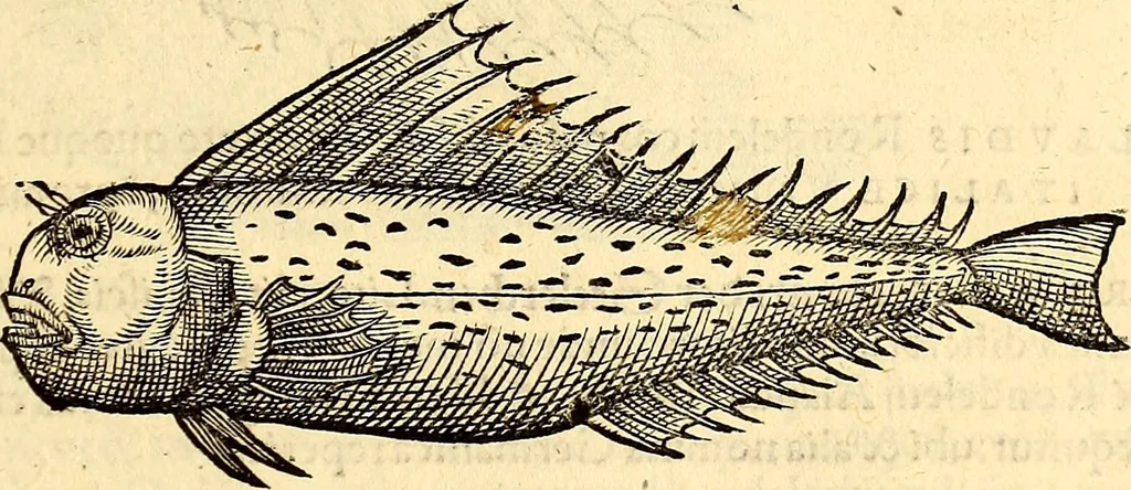 An illustration from Icones animalium quadrupedum uiuiparorum et ouiparorum : quae in Historiae animalium Conradi Gesneri libro I. et II. describuntur, cum nomenclaturis singulorum latinis, graecis, italicis, gallicis, et germanicis plerunque, et aliarum quoque linguarum, certis ordinibus digestae, 1560, leaf 330