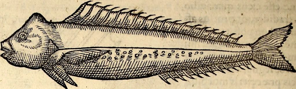 An illustration from Icones animalium quadrupedum uiuiparorum et ouiparorum : quae in Historiae animalium Conradi Gesneri libro I. et II. describuntur, cum nomenclaturis singulorum latinis, graecis, italicis, gallicis, et germanicis plerunque, et aliarum quoque linguarum, certis ordinibus digestae, 1560, leaf 331