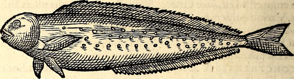 An illustration from Icones animalium quadrupedum uiuiparorum et ouiparorum : quae in Historiae animalium Conradi Gesneri libro I. et II. describuntur, cum nomenclaturis singulorum latinis, graecis, italicis, gallicis, et germanicis plerunque, et aliarum quoque linguarum, certis ordinibus digestae, 1560, leaf 331
