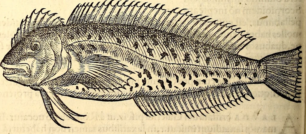 An illustration from Icones animalium quadrupedum uiuiparorum et ouiparorum : quae in Historiae animalium Conradi Gesneri libro I. et II. describuntur, cum nomenclaturis singulorum latinis, graecis, italicis, gallicis, et germanicis plerunque, et aliarum quoque linguarum, certis ordinibus digestae, 1560, leaf 331
