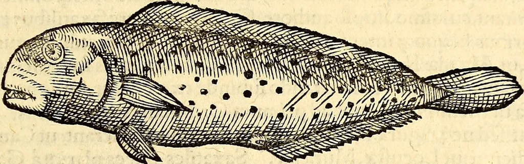 An illustration from Icones animalium quadrupedum uiuiparorum et ouiparorum : quae in Historiae animalium Conradi Gesneri libro I. et II. describuntur, cum nomenclaturis singulorum latinis, graecis, italicis, gallicis, et germanicis plerunque, et aliarum quoque linguarum, certis ordinibus digestae, 1560, leaf 332