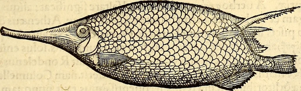 An illustration from Icones animalium quadrupedum uiuiparorum et ouiparorum : quae in Historiae animalium Conradi Gesneri libro I. et II. describuntur, cum nomenclaturis singulorum latinis, graecis, italicis, gallicis, et germanicis plerunque, et aliarum quoque linguarum, certis ordinibus digestae, 1560, leaf 332