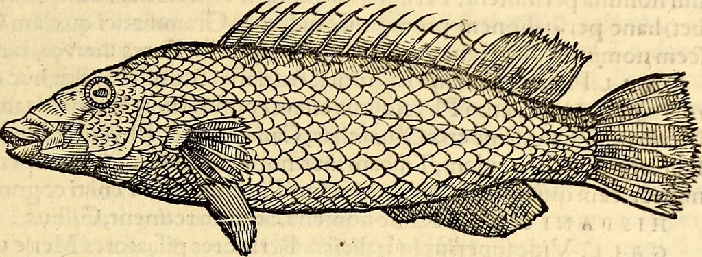 An illustration from Icones animalium quadrupedum uiuiparorum et ouiparorum : quae in Historiae animalium Conradi Gesneri libro I. et II. describuntur, cum nomenclaturis singulorum latinis, graecis, italicis, gallicis, et germanicis plerunque, et aliarum quoque linguarum, certis ordinibus digestae, 1560, leaf 334