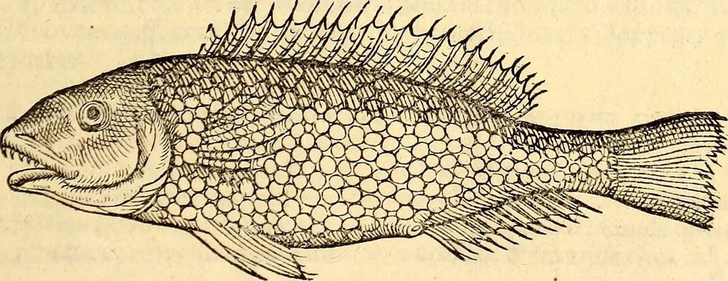 An illustration from Icones animalium quadrupedum uiuiparorum et ouiparorum : quae in Historiae animalium Conradi Gesneri libro I. et II. describuntur, cum nomenclaturis singulorum latinis, graecis, italicis, gallicis, et germanicis plerunque, et aliarum quoque linguarum, certis ordinibus digestae, 1560, leaf 336