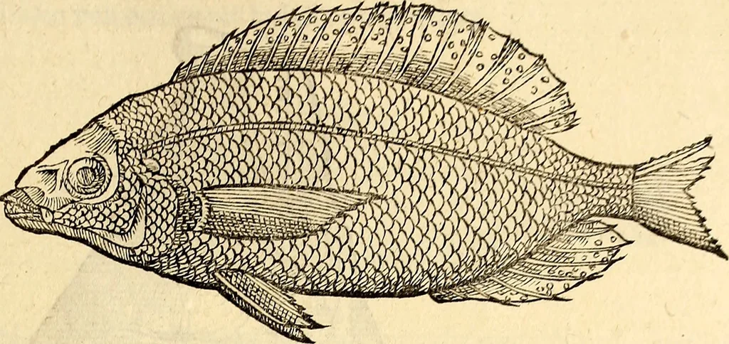 An illustration from Icones animalium quadrupedum uiuiparorum et ouiparorum : quae in Historiae animalium Conradi Gesneri libro I. et II. describuntur, cum nomenclaturis singulorum latinis, graecis, italicis, gallicis, et germanicis plerunque, et aliarum quoque linguarum, certis ordinibus digestae, 1560, leaf 338