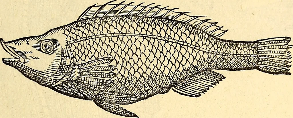 An illustration from Icones animalium quadrupedum uiuiparorum et ouiparorum : quae in Historiae animalium Conradi Gesneri libro I. et II. describuntur, cum nomenclaturis singulorum latinis, graecis, italicis, gallicis, et germanicis plerunque, et aliarum quoque linguarum, certis ordinibus digestae, 1560, leaf 338