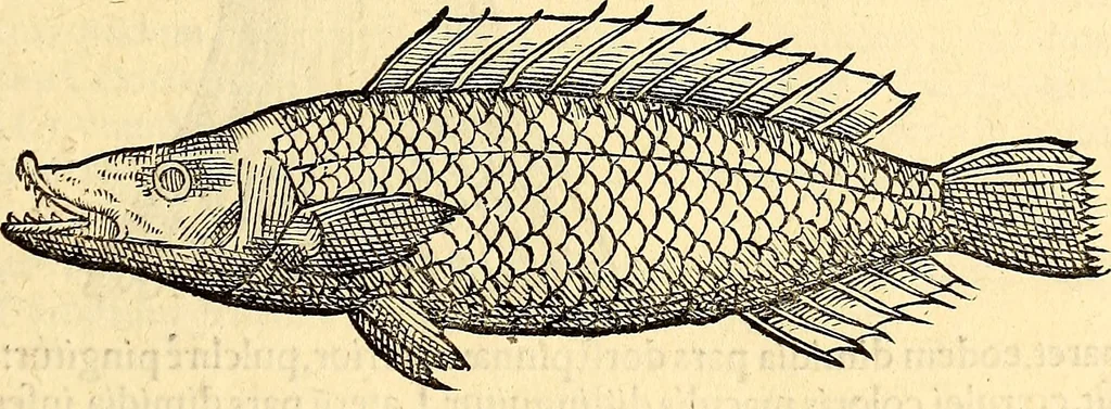 An illustration from Icones animalium quadrupedum uiuiparorum et ouiparorum : quae in Historiae animalium Conradi Gesneri libro I. et II. describuntur, cum nomenclaturis singulorum latinis, graecis, italicis, gallicis, et germanicis plerunque, et aliarum quoque linguarum, certis ordinibus digestae, 1560, leaf 338