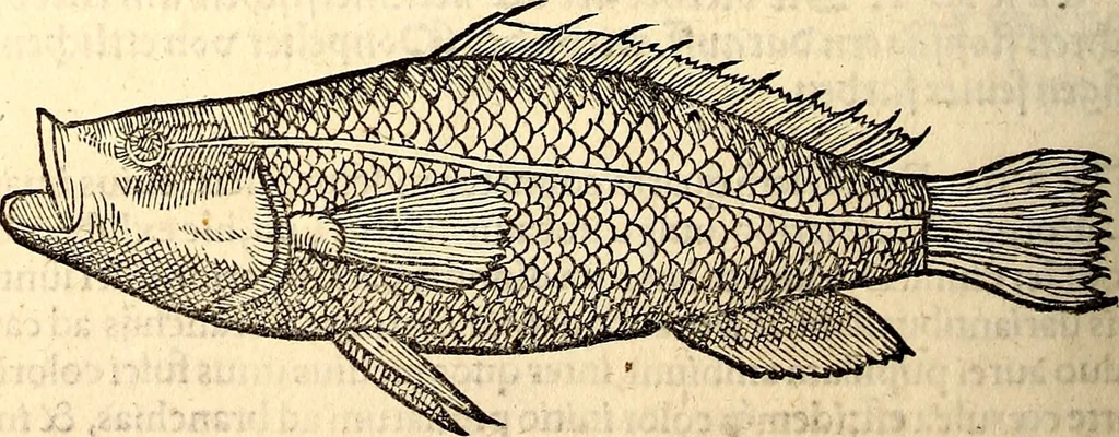 An illustration from Icones animalium quadrupedum uiuiparorum et ouiparorum : quae in Historiae animalium Conradi Gesneri libro I. et II. describuntur, cum nomenclaturis singulorum latinis, graecis, italicis, gallicis, et germanicis plerunque, et aliarum quoque linguarum, certis ordinibus digestae, 1560, leaf 339
