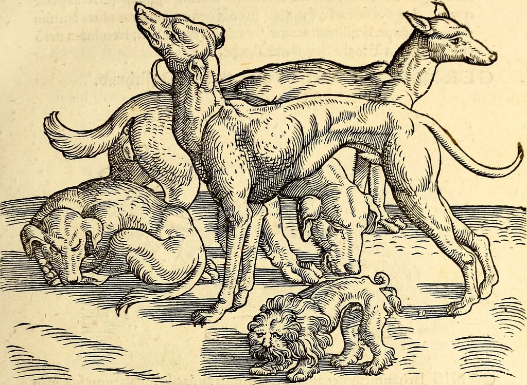 An illustration from Icones animalium quadrupedum uiuiparorum et ouiparorum : quae in Historiae animalium Conradi Gesneri libro I. et II. describuntur, cum nomenclaturis singulorum latinis, graecis, italicis, gallicis, et germanicis plerunque, et aliarum quoque linguarum, certis ordinibus digestae, 1560, leaf 34
