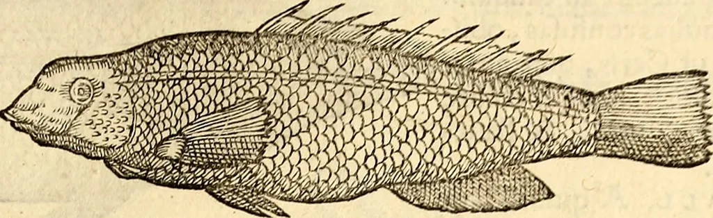 An illustration from Icones animalium quadrupedum uiuiparorum et ouiparorum : quae in Historiae animalium Conradi Gesneri libro I. et II. describuntur, cum nomenclaturis singulorum latinis, graecis, italicis, gallicis, et germanicis plerunque, et aliarum quoque linguarum, certis ordinibus digestae, 1560, leaf 340