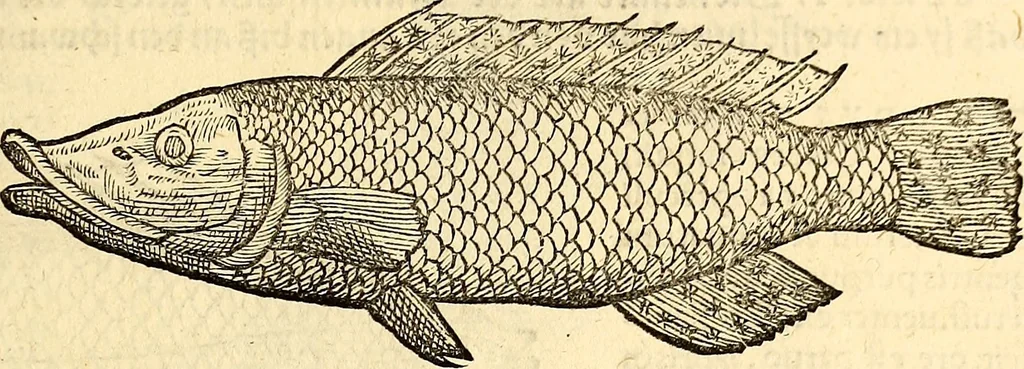 An illustration from Icones animalium quadrupedum uiuiparorum et ouiparorum : quae in Historiae animalium Conradi Gesneri libro I. et II. describuntur, cum nomenclaturis singulorum latinis, graecis, italicis, gallicis, et germanicis plerunque, et aliarum quoque linguarum, certis ordinibus digestae, 1560, leaf 340