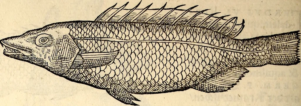 An illustration from Icones animalium quadrupedum uiuiparorum et ouiparorum : quae in Historiae animalium Conradi Gesneri libro I. et II. describuntur, cum nomenclaturis singulorum latinis, graecis, italicis, gallicis, et germanicis plerunque, et aliarum quoque linguarum, certis ordinibus digestae, 1560, leaf 341