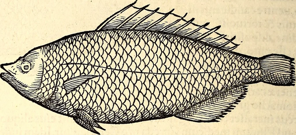 An illustration from Icones animalium quadrupedum uiuiparorum et ouiparorum : quae in Historiae animalium Conradi Gesneri libro I. et II. describuntur, cum nomenclaturis singulorum latinis, graecis, italicis, gallicis, et germanicis plerunque, et aliarum quoque linguarum, certis ordinibus digestae, 1560, leaf 341