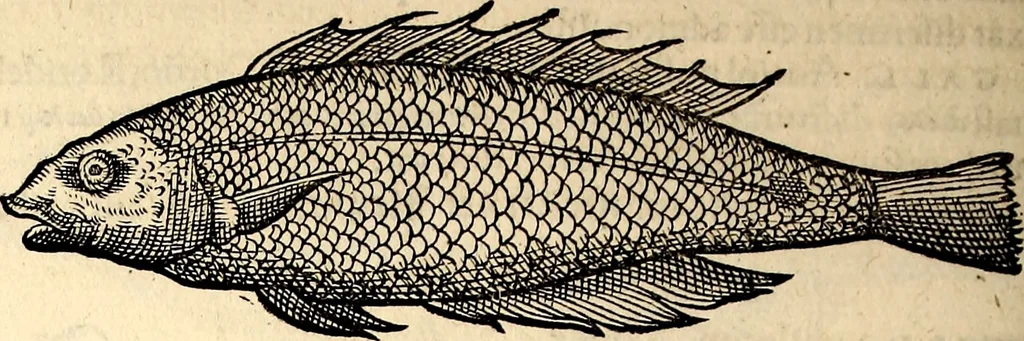 An illustration from Icones animalium quadrupedum uiuiparorum et ouiparorum : quae in Historiae animalium Conradi Gesneri libro I. et II. describuntur, cum nomenclaturis singulorum latinis, graecis, italicis, gallicis, et germanicis plerunque, et aliarum quoque linguarum, certis ordinibus digestae, 1560, leaf 343