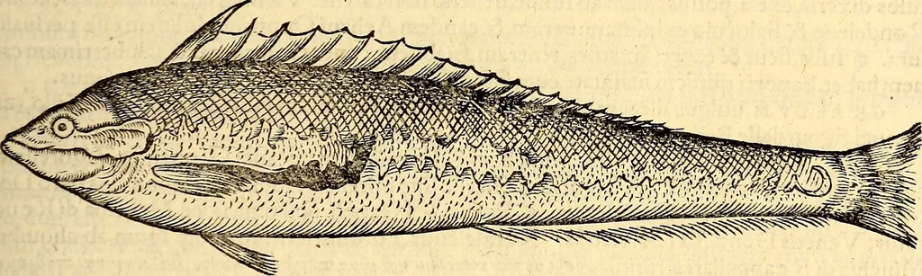 An illustration from Icones animalium quadrupedum uiuiparorum et ouiparorum : quae in Historiae animalium Conradi Gesneri libro I. et II. describuntur, cum nomenclaturis singulorum latinis, graecis, italicis, gallicis, et germanicis plerunque, et aliarum quoque linguarum, certis ordinibus digestae, 1560, leaf 346
