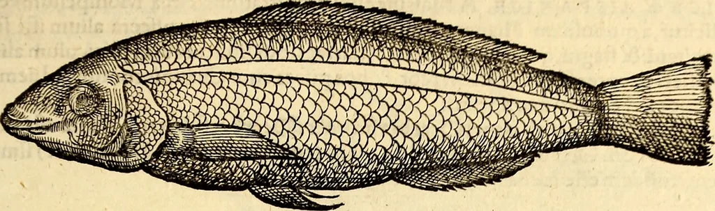 An illustration from Icones animalium quadrupedum uiuiparorum et ouiparorum : quae in Historiae animalium Conradi Gesneri libro I. et II. describuntur, cum nomenclaturis singulorum latinis, graecis, italicis, gallicis, et germanicis plerunque, et aliarum quoque linguarum, certis ordinibus digestae, 1560, leaf 348