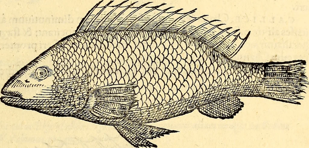 An illustration from Icones animalium quadrupedum uiuiparorum et ouiparorum : quae in Historiae animalium Conradi Gesneri libro I. et II. describuntur, cum nomenclaturis singulorum latinis, graecis, italicis, gallicis, et germanicis plerunque, et aliarum quoque linguarum, certis ordinibus digestae, 1560, leaf 348