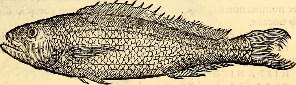 An illustration from Icones animalium quadrupedum uiuiparorum et ouiparorum : quae in Historiae animalium Conradi Gesneri libro I. et II. describuntur, cum nomenclaturis singulorum latinis, graecis, italicis, gallicis, et germanicis plerunque, et aliarum quoque linguarum, certis ordinibus digestae, 1560, leaf 348