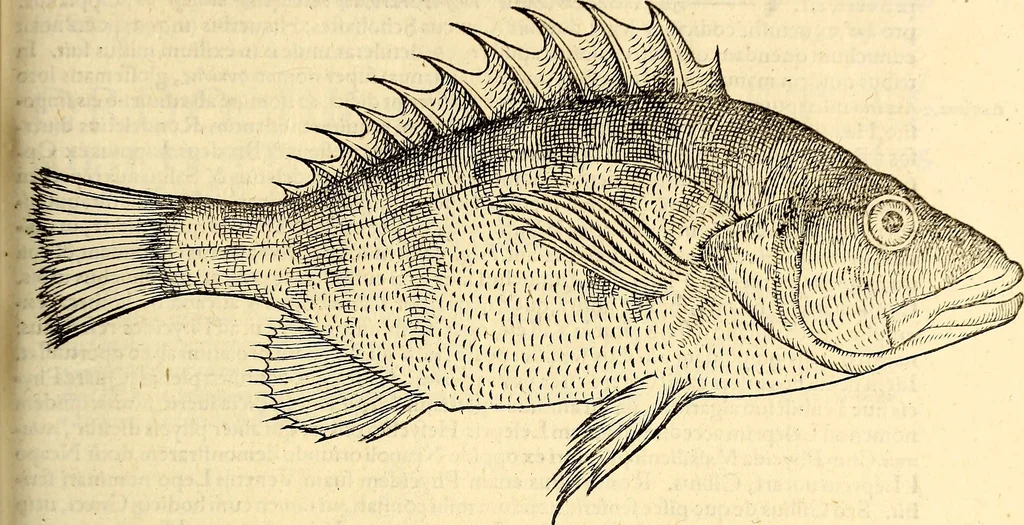 An illustration from Icones animalium quadrupedum uiuiparorum et ouiparorum : quae in Historiae animalium Conradi Gesneri libro I. et II. describuntur, cum nomenclaturis singulorum latinis, graecis, italicis, gallicis, et germanicis plerunque, et aliarum quoque linguarum, certis ordinibus digestae, 1560, leaf 350
