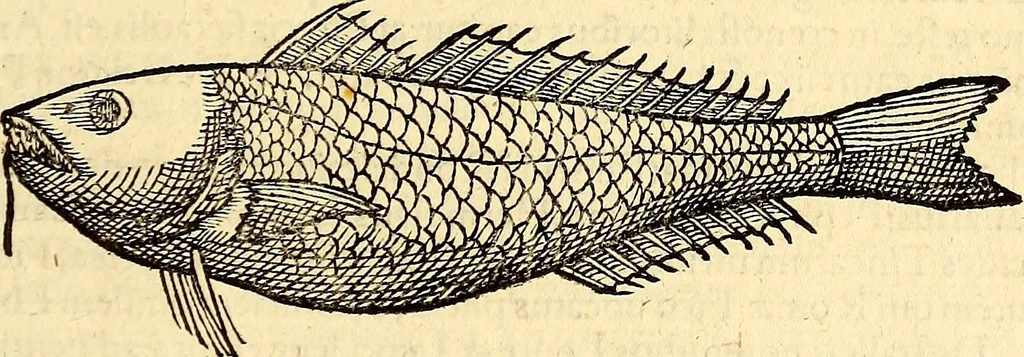 An illustration from Icones animalium quadrupedum uiuiparorum et ouiparorum : quae in Historiae animalium Conradi Gesneri libro I. et II. describuntur, cum nomenclaturis singulorum latinis, graecis, italicis, gallicis, et germanicis plerunque, et aliarum quoque linguarum, certis ordinibus digestae, 1560, leaf 350