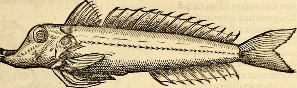 An illustration from Icones animalium quadrupedum uiuiparorum et ouiparorum : quae in Historiae animalium Conradi Gesneri libro I. et II. describuntur, cum nomenclaturis singulorum latinis, graecis, italicis, gallicis, et germanicis plerunque, et aliarum quoque linguarum, certis ordinibus digestae, 1560, leaf 356