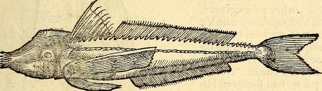 An illustration from Icones animalium quadrupedum uiuiparorum et ouiparorum : quae in Historiae animalium Conradi Gesneri libro I. et II. describuntur, cum nomenclaturis singulorum latinis, graecis, italicis, gallicis, et germanicis plerunque, et aliarum quoque linguarum, certis ordinibus digestae, 1560, leaf 356