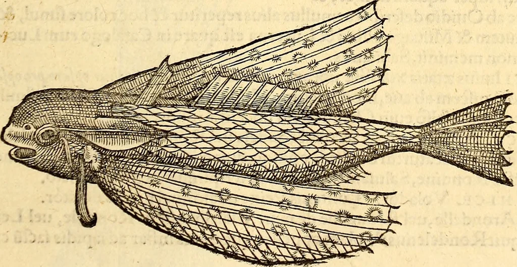 An illustration from Icones animalium quadrupedum uiuiparorum et ouiparorum : quae in Historiae animalium Conradi Gesneri libro I. et II. describuntur, cum nomenclaturis singulorum latinis, graecis, italicis, gallicis, et germanicis plerunque, et aliarum quoque linguarum, certis ordinibus digestae, 1560, leaf 356