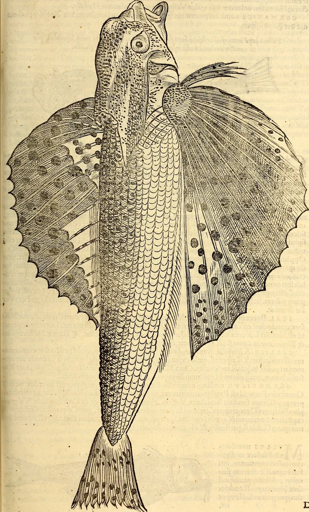 An illustration from Icones animalium quadrupedum uiuiparorum et ouiparorum : quae in Historiae animalium Conradi Gesneri libro I. et II. describuntur, cum nomenclaturis singulorum latinis, graecis, italicis, gallicis, et germanicis plerunque, et aliarum quoque linguarum, certis ordinibus digestae, 1560, leaf 358