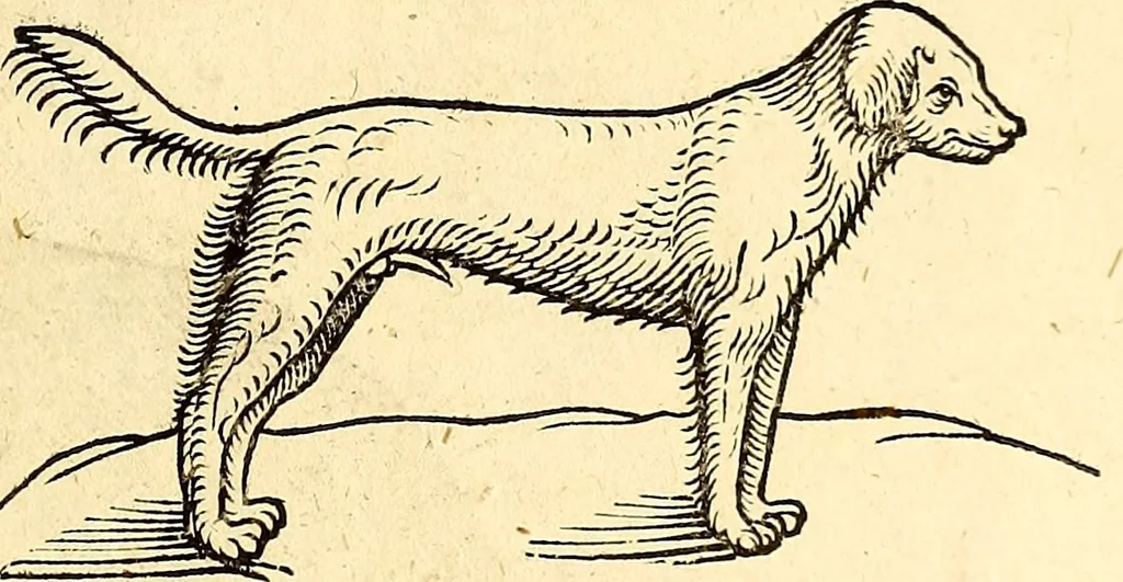 An illustration from Icones animalium quadrupedum uiuiparorum et ouiparorum : quae in Historiae animalium Conradi Gesneri libro I. et II. describuntur, cum nomenclaturis singulorum latinis, graecis, italicis, gallicis, et germanicis plerunque, et aliarum quoque linguarum, certis ordinibus digestae, 1560, leaf 36