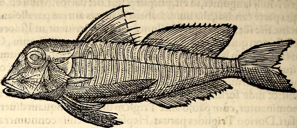 An illustration from Icones animalium quadrupedum uiuiparorum et ouiparorum : quae in Historiae animalium Conradi Gesneri libro I. et II. describuntur, cum nomenclaturis singulorum latinis, graecis, italicis, gallicis, et germanicis plerunque, et aliarum quoque linguarum, certis ordinibus digestae, 1560, leaf 361
