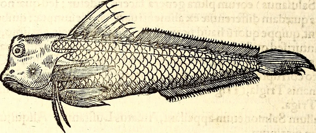 An illustration from Icones animalium quadrupedum uiuiparorum et ouiparorum : quae in Historiae animalium Conradi Gesneri libro I. et II. describuntur, cum nomenclaturis singulorum latinis, graecis, italicis, gallicis, et germanicis plerunque, et aliarum quoque linguarum, certis ordinibus digestae, 1560, leaf 361