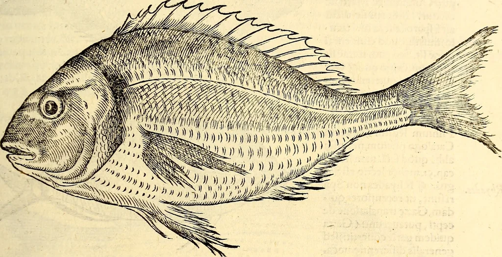 An illustration from Icones animalium quadrupedum uiuiparorum et ouiparorum : quae in Historiae animalium Conradi Gesneri libro I. et II. describuntur, cum nomenclaturis singulorum latinis, graecis, italicis, gallicis, et germanicis plerunque, et aliarum quoque linguarum, certis ordinibus digestae, 1560, leaf 362