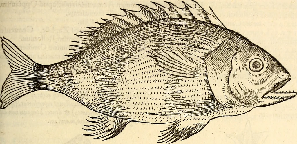An illustration from Icones animalium quadrupedum uiuiparorum et ouiparorum : quae in Historiae animalium Conradi Gesneri libro I. et II. describuntur, cum nomenclaturis singulorum latinis, graecis, italicis, gallicis, et germanicis plerunque, et aliarum quoque linguarum, certis ordinibus digestae, 1560, leaf 364