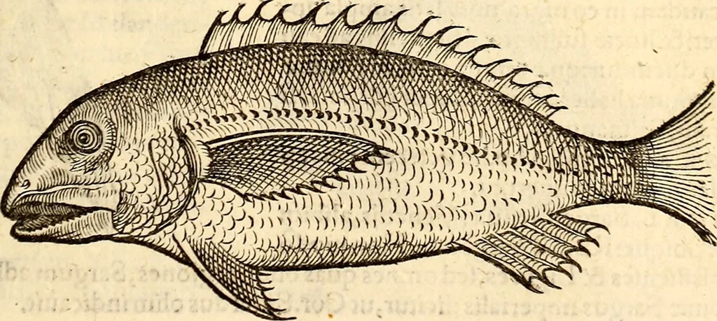 An illustration from Icones animalium quadrupedum uiuiparorum et ouiparorum : quae in Historiae animalium Conradi Gesneri libro I. et II. describuntur, cum nomenclaturis singulorum latinis, graecis, italicis, gallicis, et germanicis plerunque, et aliarum quoque linguarum, certis ordinibus digestae, 1560, leaf 364