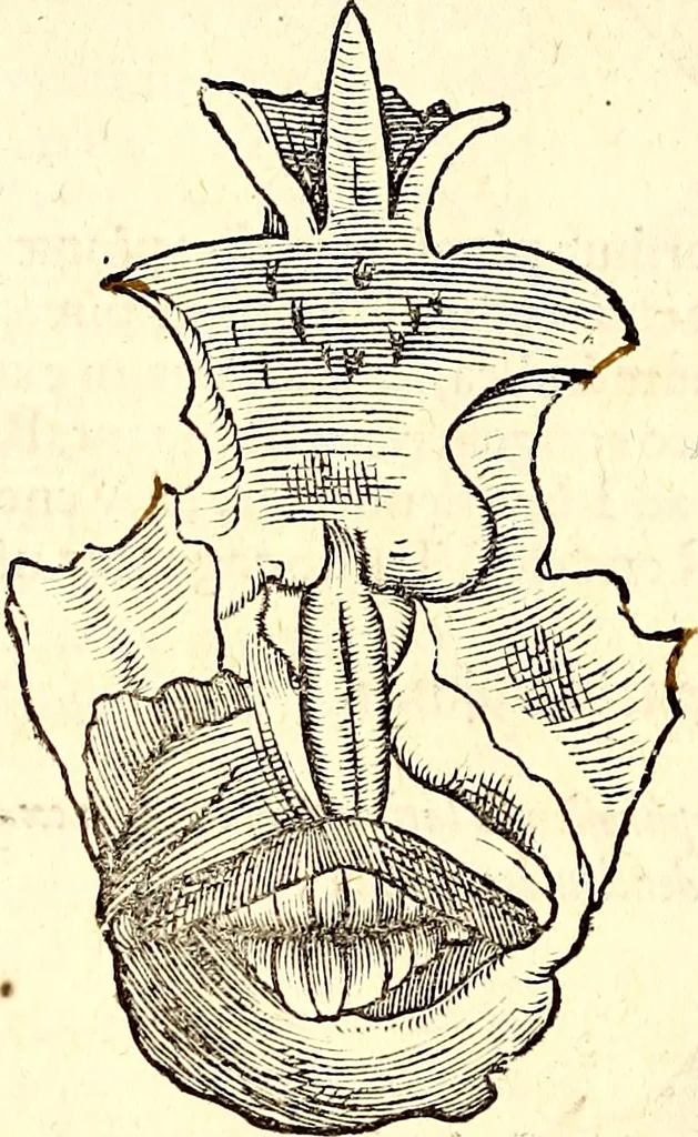 An illustration from Icones animalium quadrupedum uiuiparorum et ouiparorum : quae in Historiae animalium Conradi Gesneri libro I. et II. describuntur, cum nomenclaturis singulorum latinis, graecis, italicis, gallicis, et germanicis plerunque, et aliarum quoque linguarum, certis ordinibus digestae, 1560, leaf 365