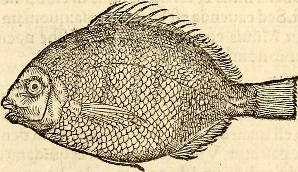 An illustration from Icones animalium quadrupedum uiuiparorum et ouiparorum : quae in Historiae animalium Conradi Gesneri libro I. et II. describuntur, cum nomenclaturis singulorum latinis, graecis, italicis, gallicis, et germanicis plerunque, et aliarum quoque linguarum, certis ordinibus digestae, 1560, leaf 366