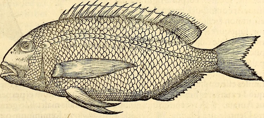 An illustration from Icones animalium quadrupedum uiuiparorum et ouiparorum : quae in Historiae animalium Conradi Gesneri libro I. et II. describuntur, cum nomenclaturis singulorum latinis, graecis, italicis, gallicis, et germanicis plerunque, et aliarum quoque linguarum, certis ordinibus digestae, 1560, leaf 368