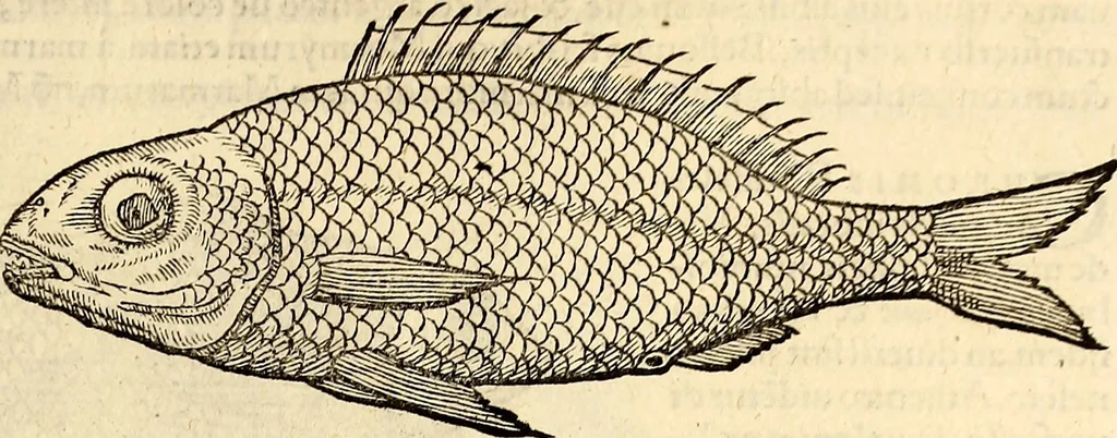 An illustration from Icones animalium quadrupedum uiuiparorum et ouiparorum : quae in Historiae animalium Conradi Gesneri libro I. et II. describuntur, cum nomenclaturis singulorum latinis, graecis, italicis, gallicis, et germanicis plerunque, et aliarum quoque linguarum, certis ordinibus digestae, 1560, leaf 370