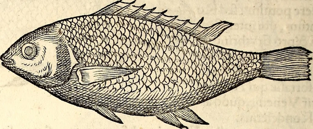 An illustration from Icones animalium quadrupedum uiuiparorum et ouiparorum : quae in Historiae animalium Conradi Gesneri libro I. et II. describuntur, cum nomenclaturis singulorum latinis, graecis, italicis, gallicis, et germanicis plerunque, et aliarum quoque linguarum, certis ordinibus digestae, 1560, leaf 371