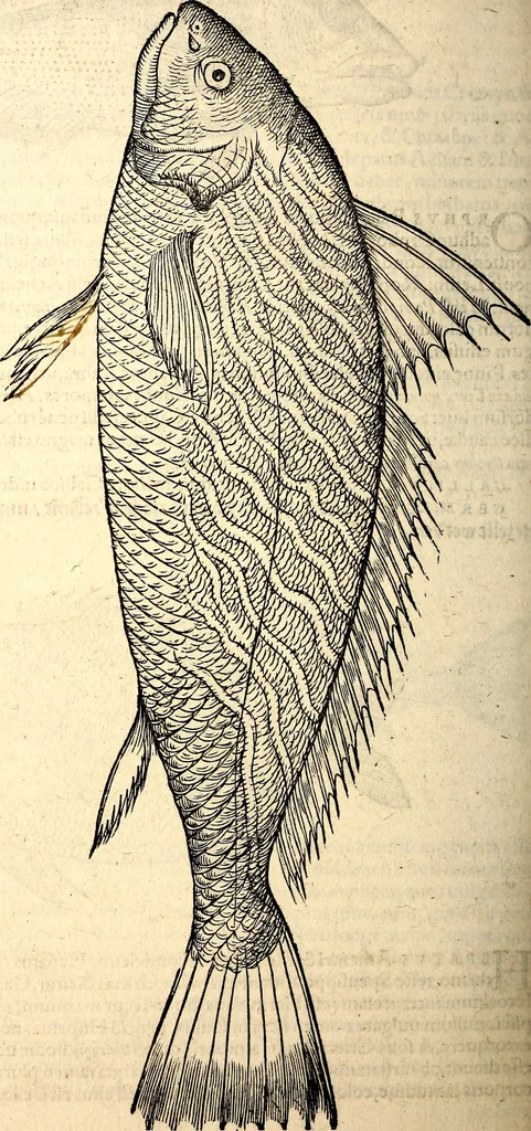 An illustration from Icones animalium quadrupedum uiuiparorum et ouiparorum : quae in Historiae animalium Conradi Gesneri libro I. et II. describuntur, cum nomenclaturis singulorum latinis, graecis, italicis, gallicis, et germanicis plerunque, et aliarum quoque linguarum, certis ordinibus digestae, 1560, leaf 373