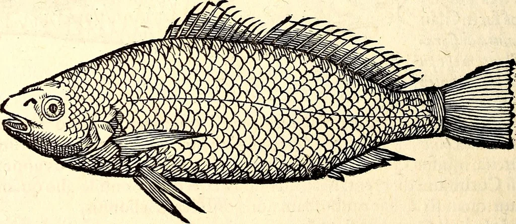 An illustration from Icones animalium quadrupedum uiuiparorum et ouiparorum : quae in Historiae animalium Conradi Gesneri libro I. et II. describuntur, cum nomenclaturis singulorum latinis, graecis, italicis, gallicis, et germanicis plerunque, et aliarum quoque linguarum, certis ordinibus digestae, 1560, leaf 375