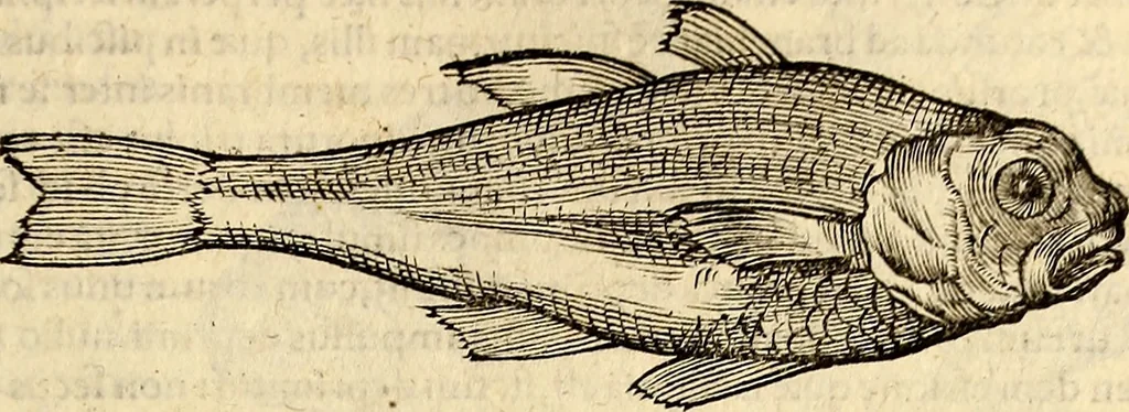 An illustration from Icones animalium quadrupedum uiuiparorum et ouiparorum : quae in Historiae animalium Conradi Gesneri libro I. et II. describuntur, cum nomenclaturis singulorum latinis, graecis, italicis, gallicis, et germanicis plerunque, et aliarum quoque linguarum, certis ordinibus digestae, 1560, leaf 378