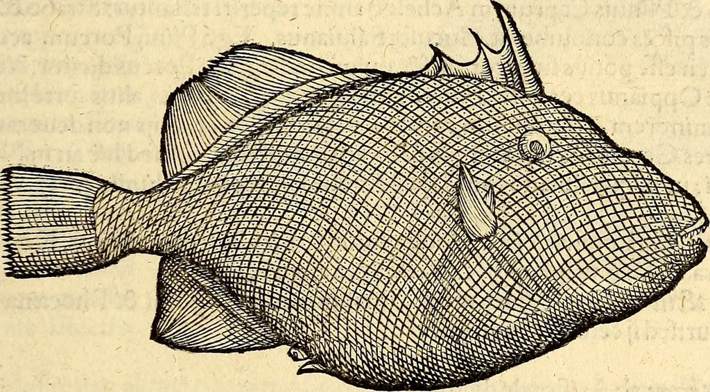 An illustration from Icones animalium quadrupedum uiuiparorum et ouiparorum : quae in Historiae animalium Conradi Gesneri libro I. et II. describuntur, cum nomenclaturis singulorum latinis, graecis, italicis, gallicis, et germanicis plerunque, et aliarum quoque linguarum, certis ordinibus digestae, 1560, leaf 378