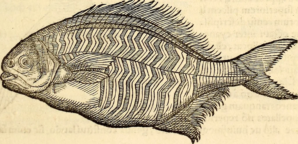 An illustration from Icones animalium quadrupedum uiuiparorum et ouiparorum : quae in Historiae animalium Conradi Gesneri libro I. et II. describuntur, cum nomenclaturis singulorum latinis, graecis, italicis, gallicis, et germanicis plerunque, et aliarum quoque linguarum, certis ordinibus digestae, 1560, leaf 380