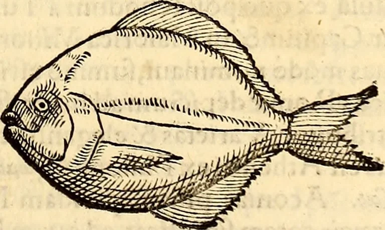 An illustration from Icones animalium quadrupedum uiuiparorum et ouiparorum : quae in Historiae animalium Conradi Gesneri libro I. et II. describuntur, cum nomenclaturis singulorum latinis, graecis, italicis, gallicis, et germanicis plerunque, et aliarum quoque linguarum, certis ordinibus digestae, 1560, leaf 382