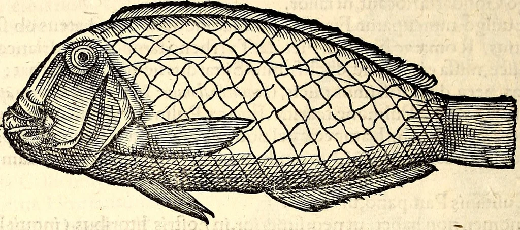 An illustration from Icones animalium quadrupedum uiuiparorum et ouiparorum : quae in Historiae animalium Conradi Gesneri libro I. et II. describuntur, cum nomenclaturis singulorum latinis, graecis, italicis, gallicis, et germanicis plerunque, et aliarum quoque linguarum, certis ordinibus digestae, 1560, leaf 383