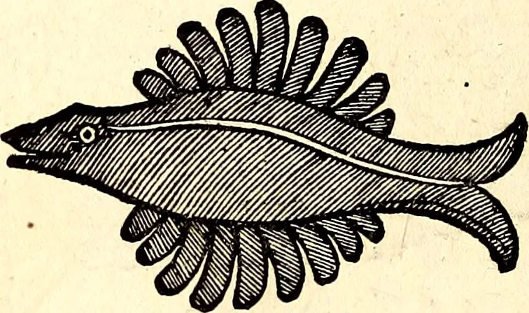An illustration from Icones animalium quadrupedum uiuiparorum et ouiparorum : quae in Historiae animalium Conradi Gesneri libro I. et II. describuntur, cum nomenclaturis singulorum latinis, graecis, italicis, gallicis, et germanicis plerunque, et aliarum quoque linguarum, certis ordinibus digestae, 1560, leaf 385